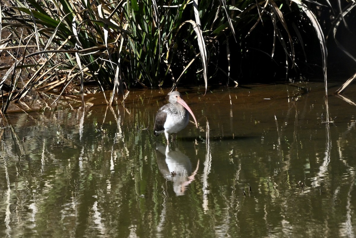 White Ibis - ML647867839