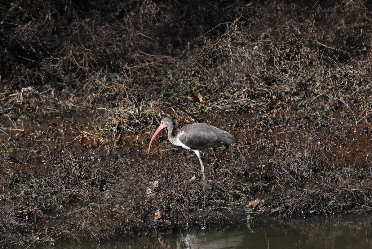 White Ibis - ML647867840