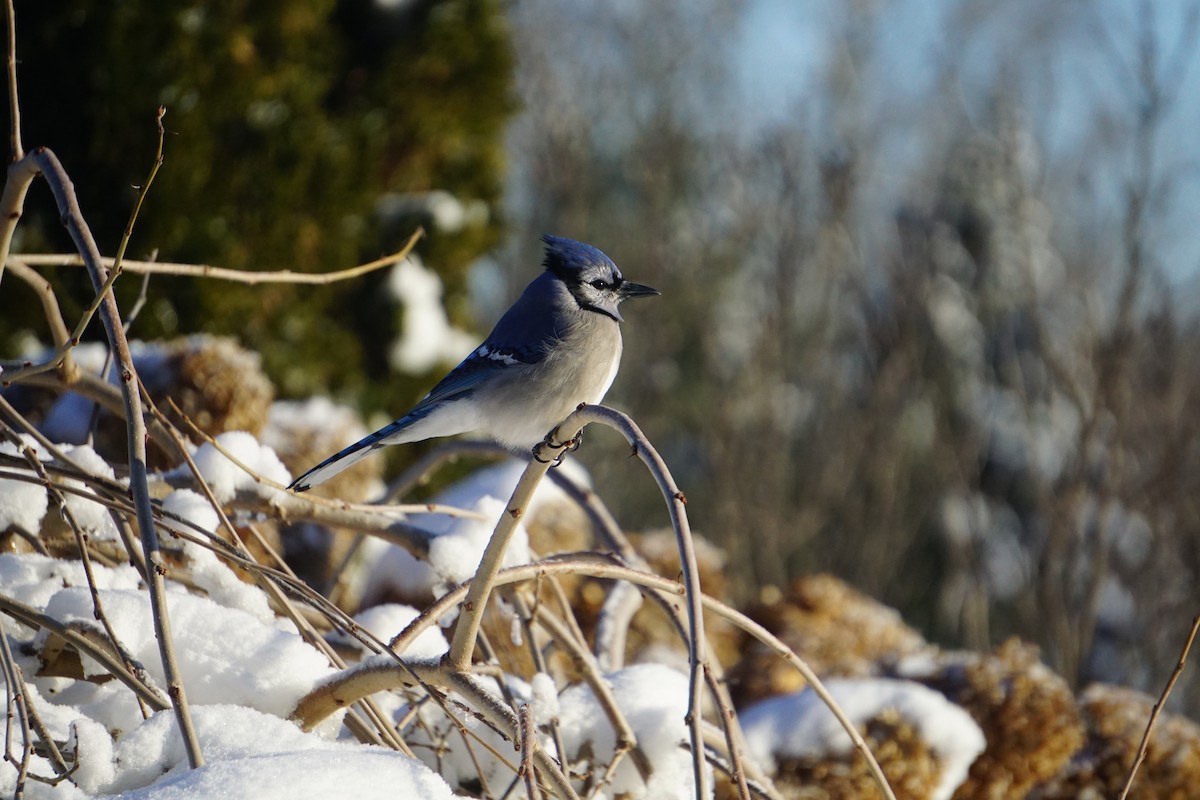 Blue Jay - ML647867864