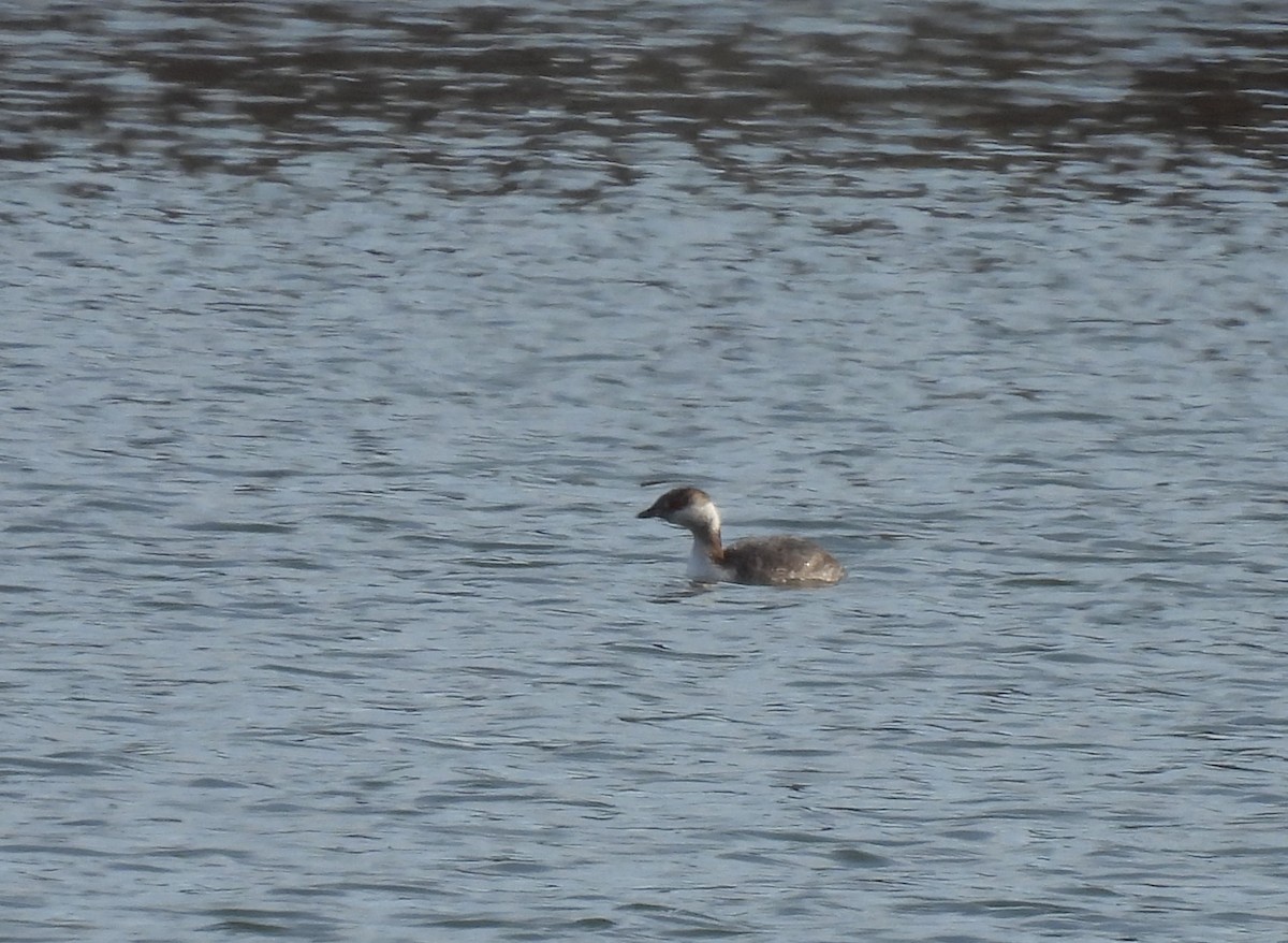 Horned Grebe - ML647867903
