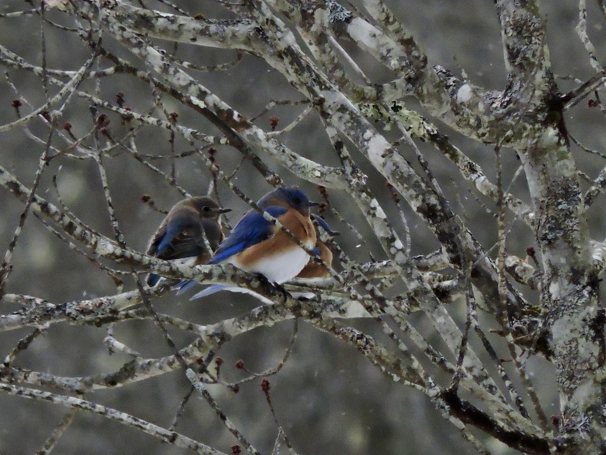Eastern Bluebird (Eastern) - ML647867905