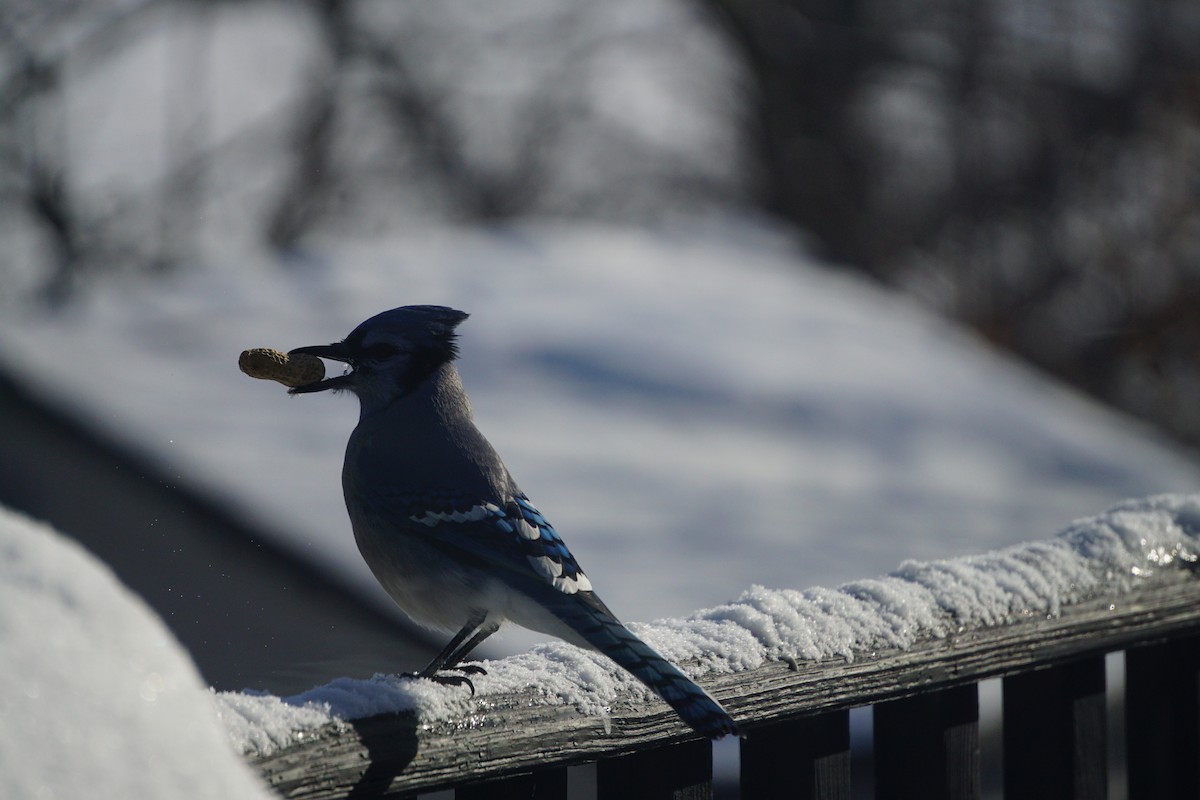 Blue Jay - ML647867913