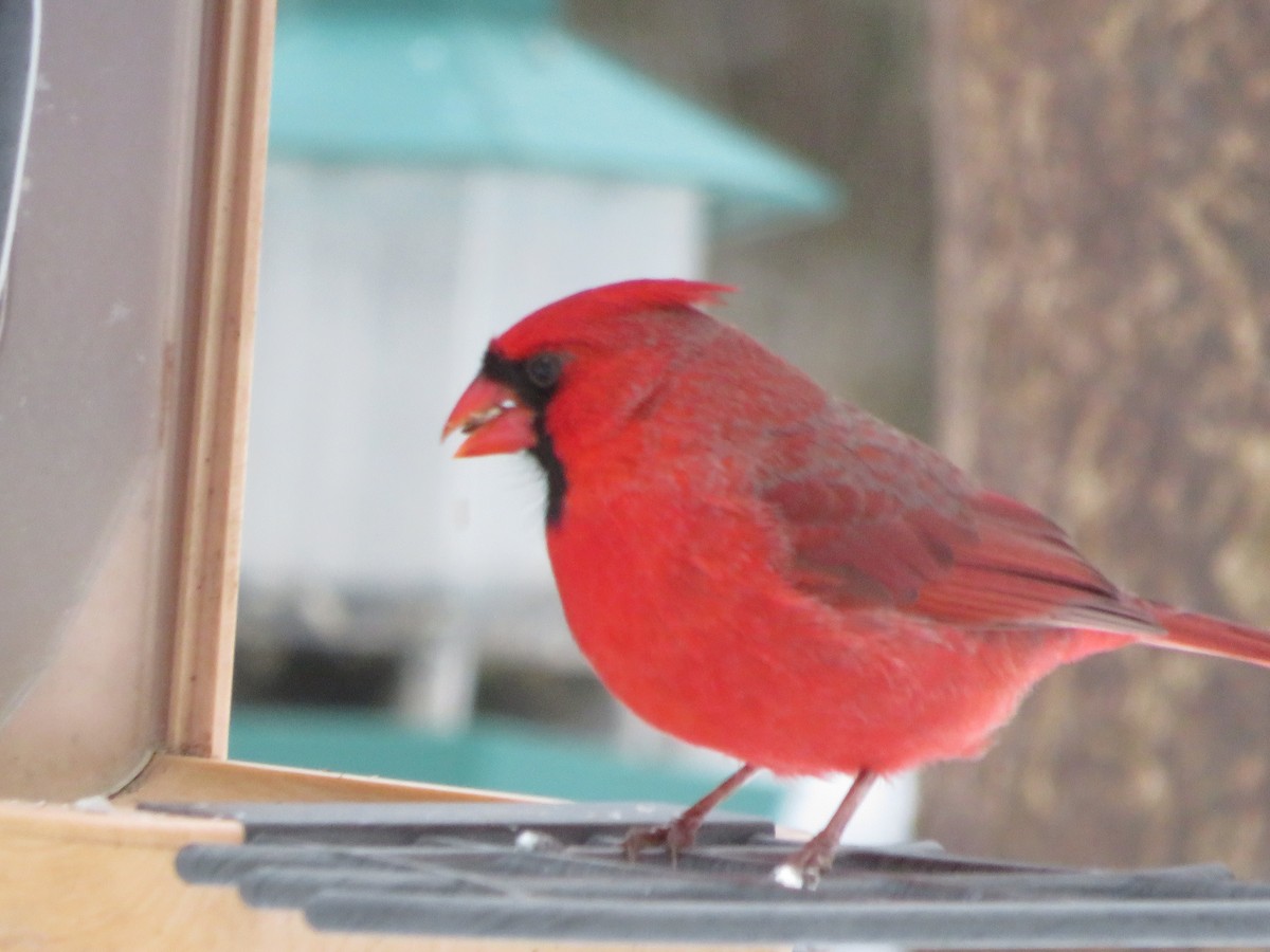 Cardinal rouge - ML647867914