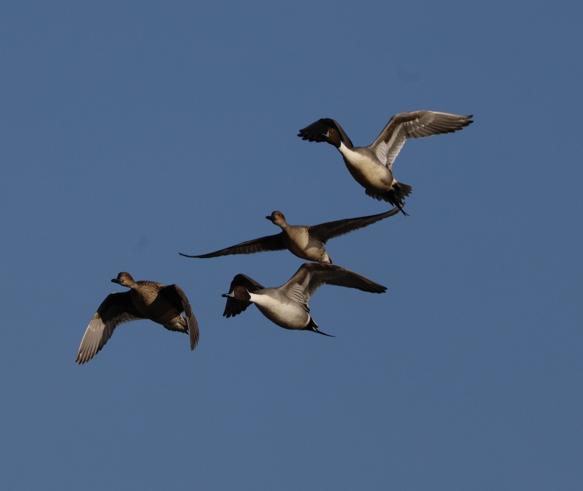 Canard pilet - ML647867942