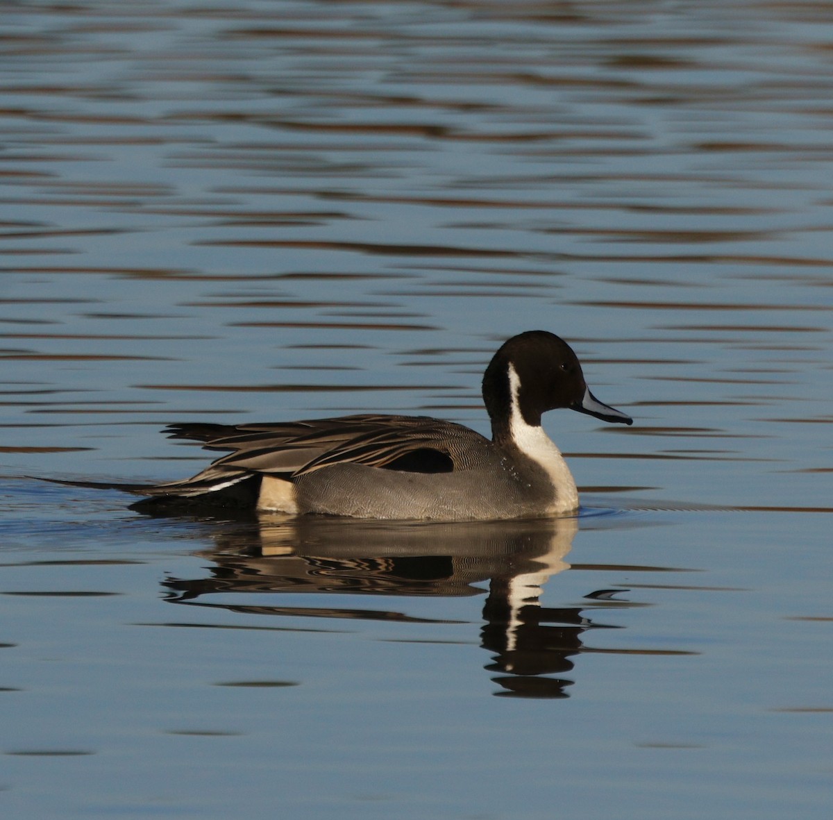 Canard pilet - ML647867944