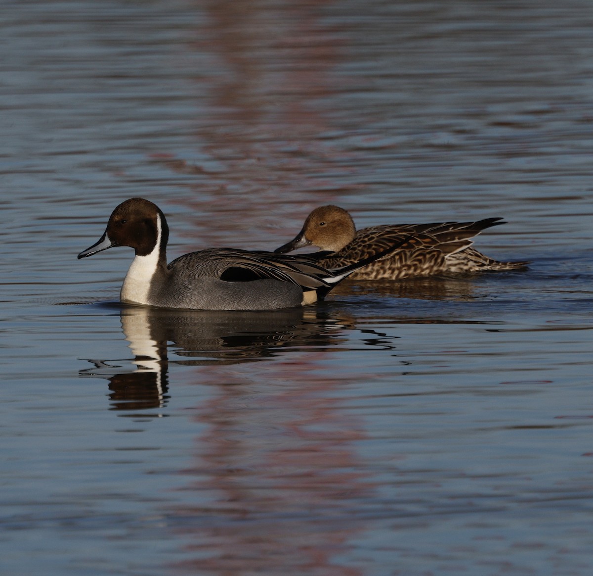 Canard pilet - ML647867945