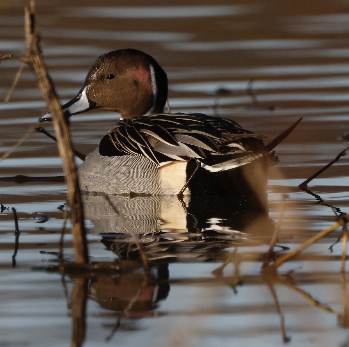 Canard pilet - ML647867947