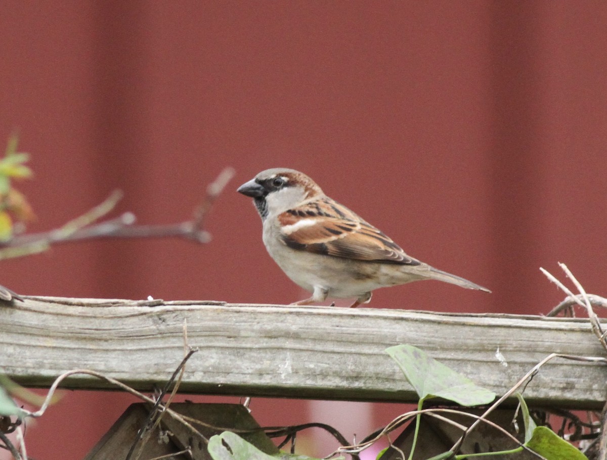 Moineau domestique - ML647867948