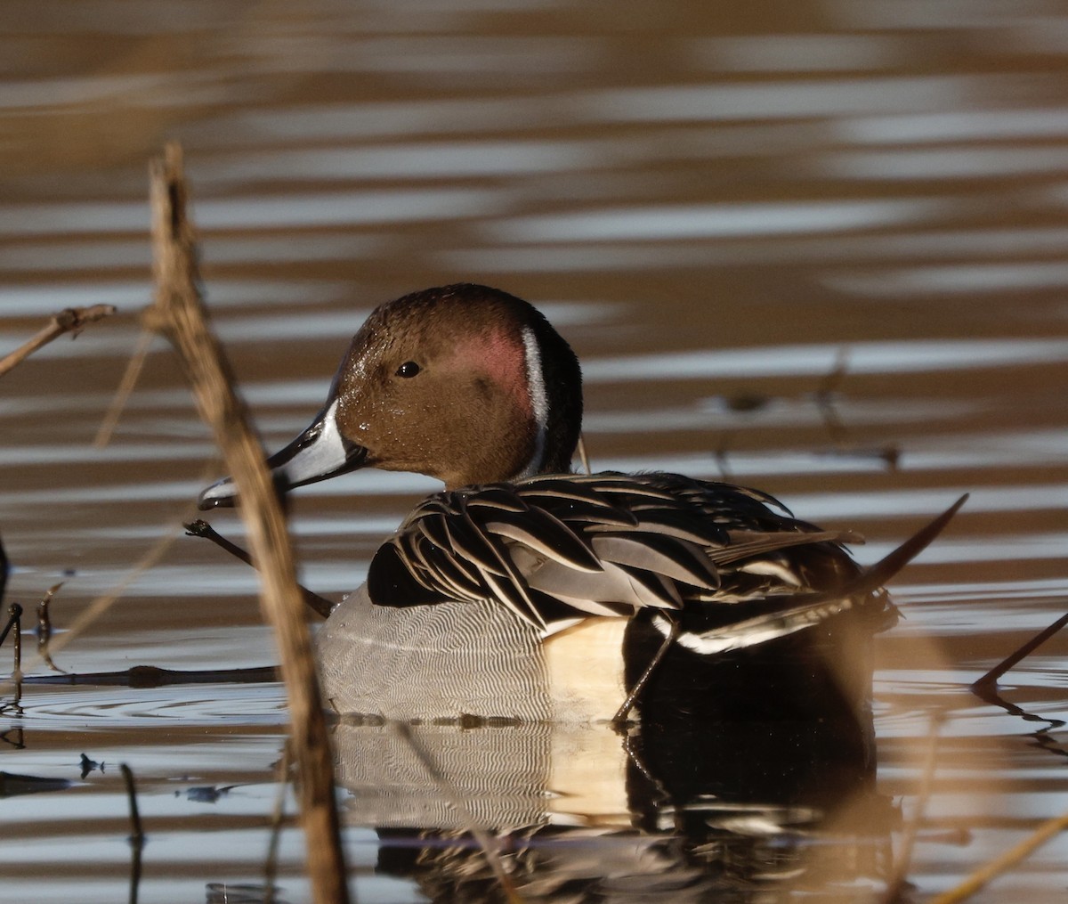Canard pilet - ML647867949