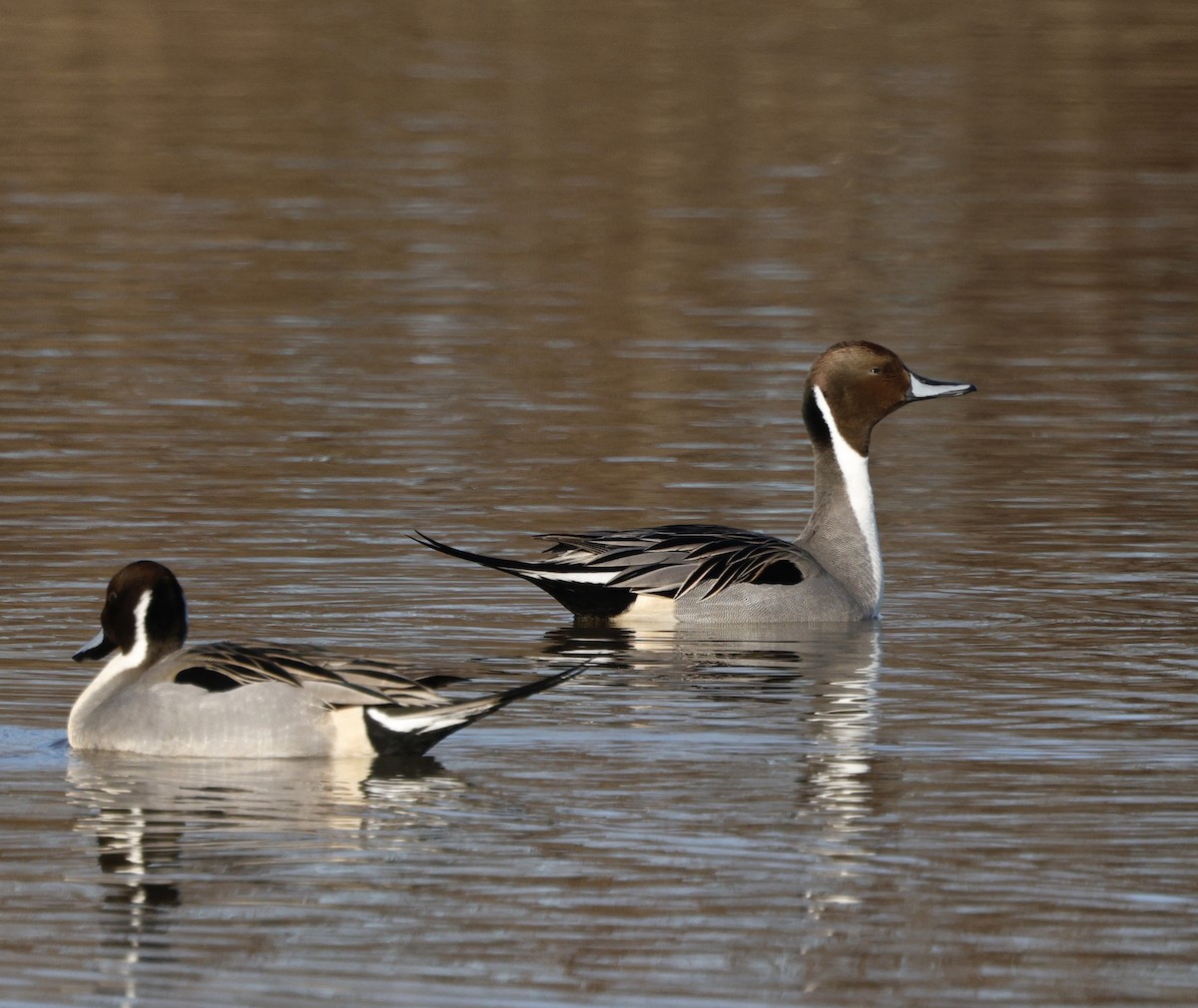 Canard pilet - ML647867950