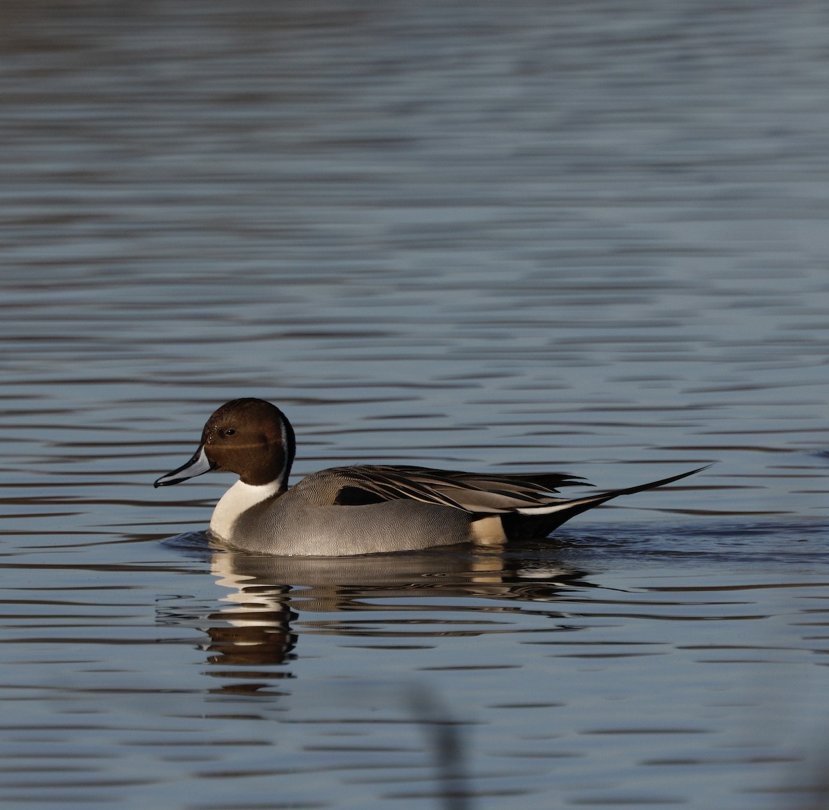 Canard pilet - ML647867951