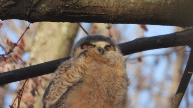 Grand-duc d'Amérique - ML647867952