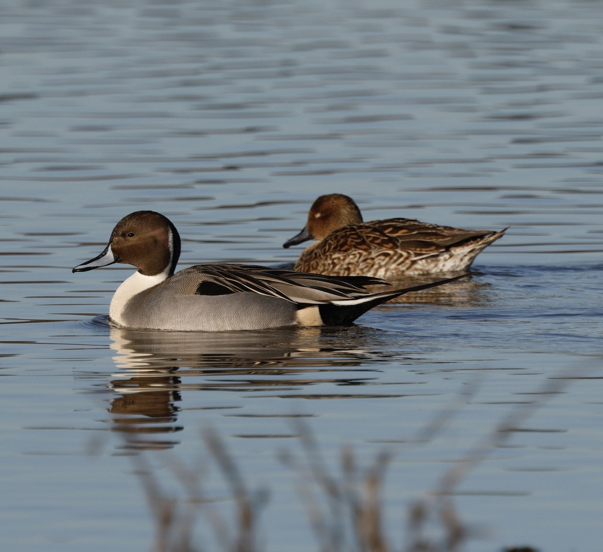 Canard pilet - ML647867953