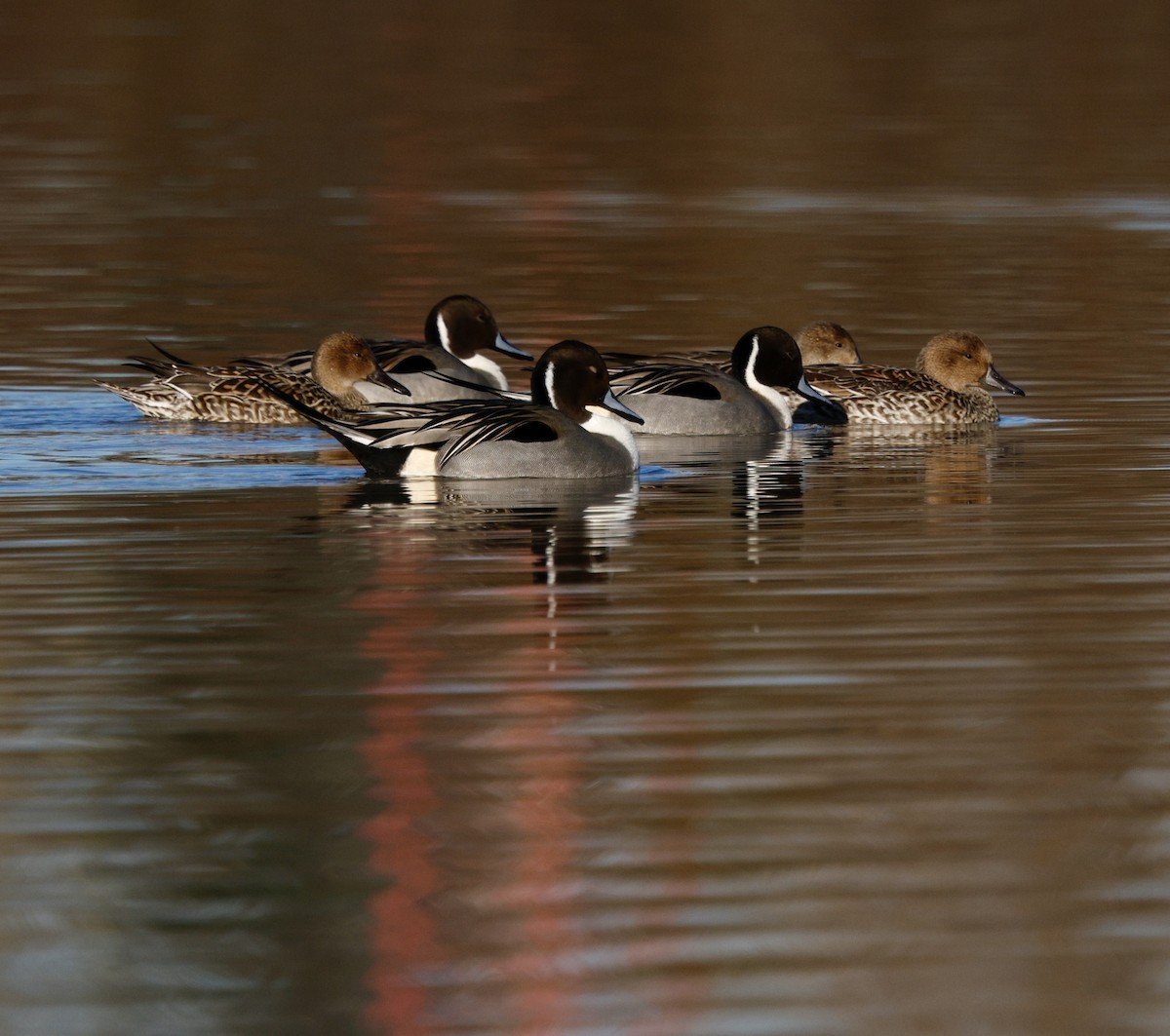 Canard pilet - ML647867954