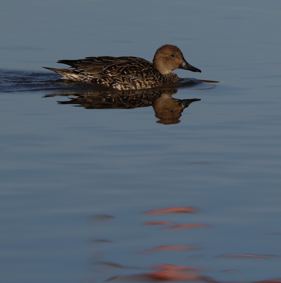 Canard pilet - ML647867955