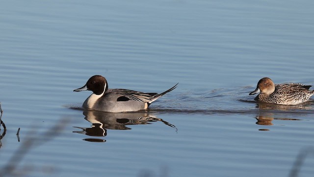 Canard pilet - ML647867963