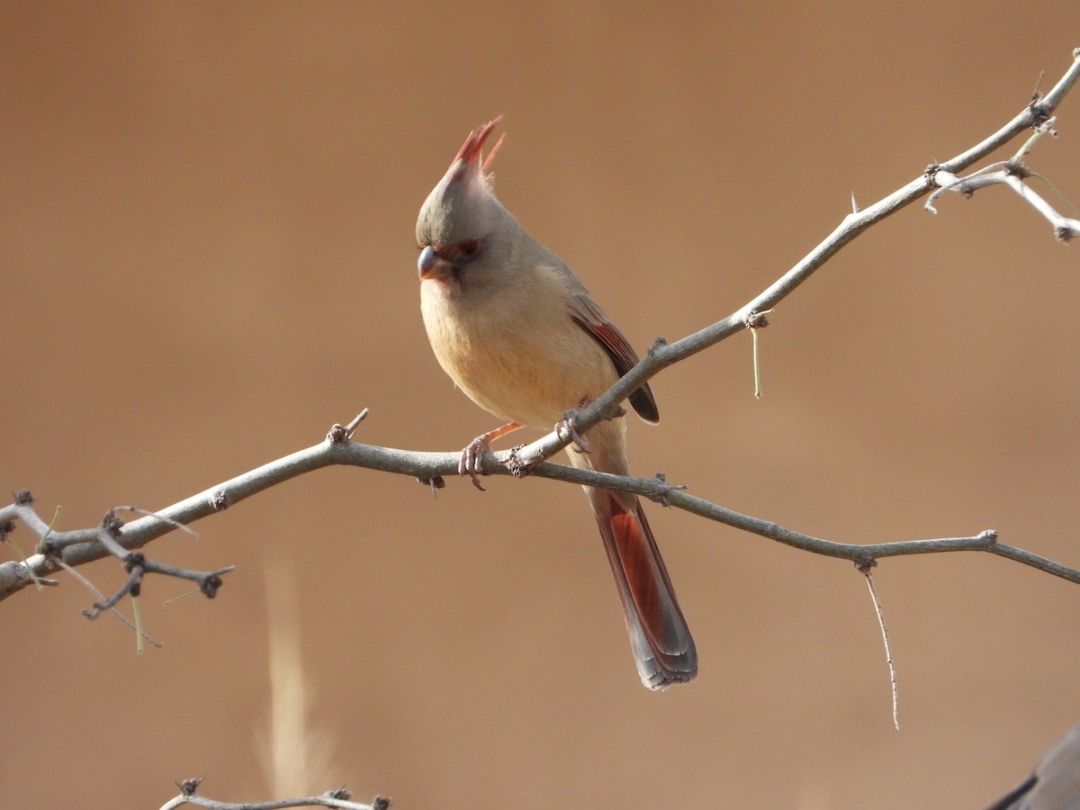 Cardinal pyrrhuloxia - ML647867965