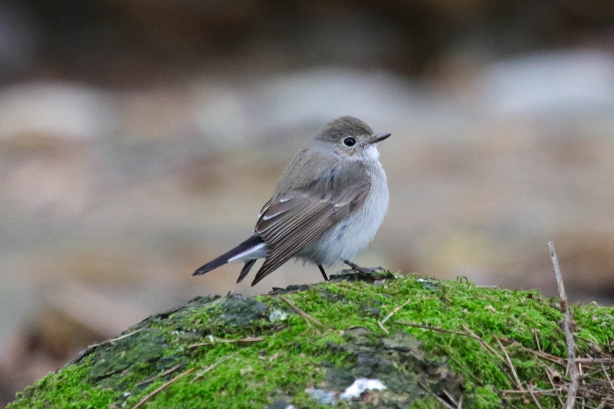 Gobemouche de la taïga - ML647867967