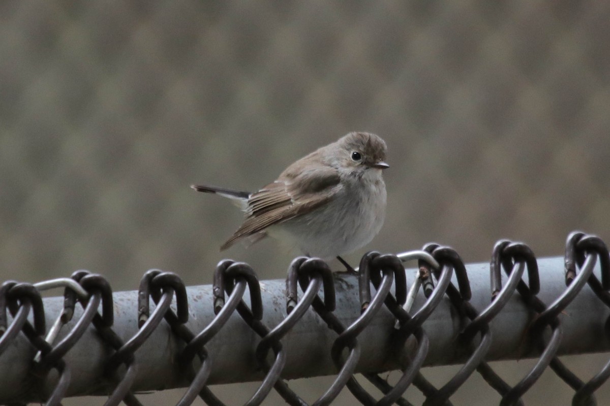 Gobemouche de la taïga - ML647867968