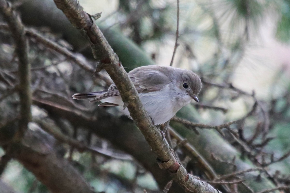 Gobemouche de la taïga - ML647867969