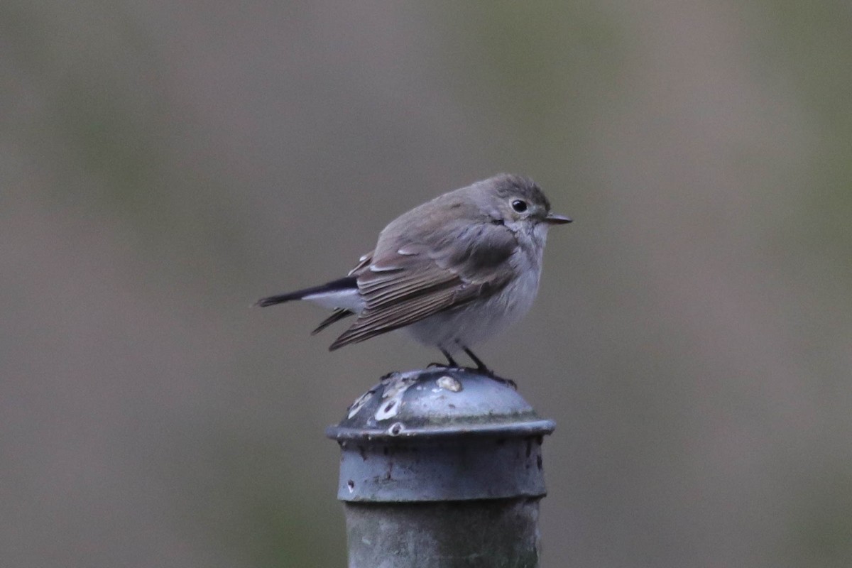 Gobemouche de la taïga - ML647867970