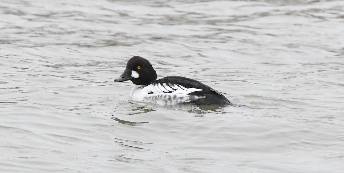 Garrot à oeil d'or - ML647867971