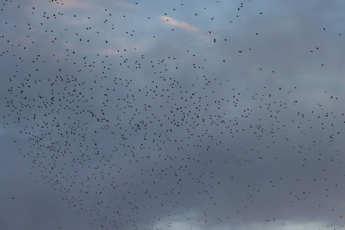 Étourneau sansonnet - ML647867972