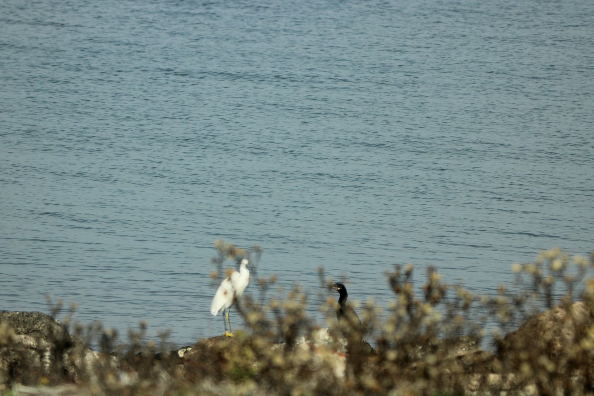 Aigrette neigeuse - ML647867973