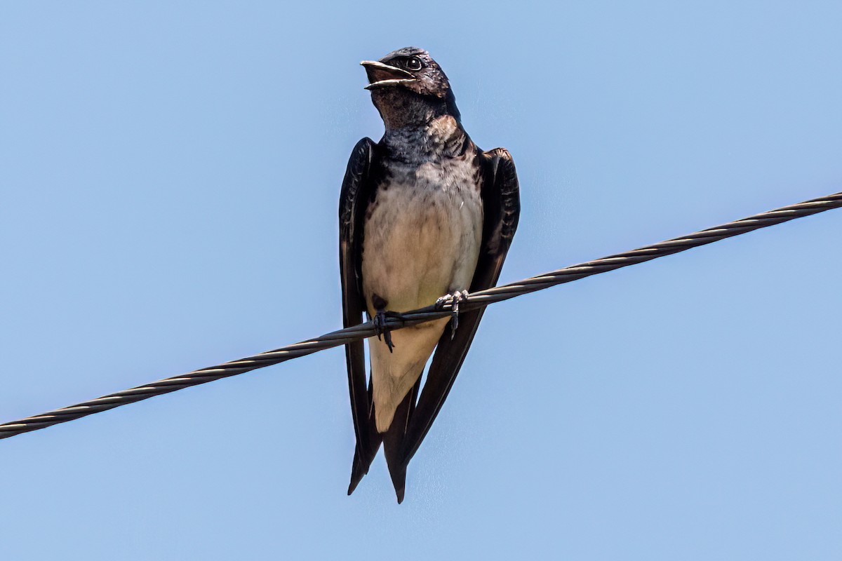 Hirondelle chalybée - ML647867975