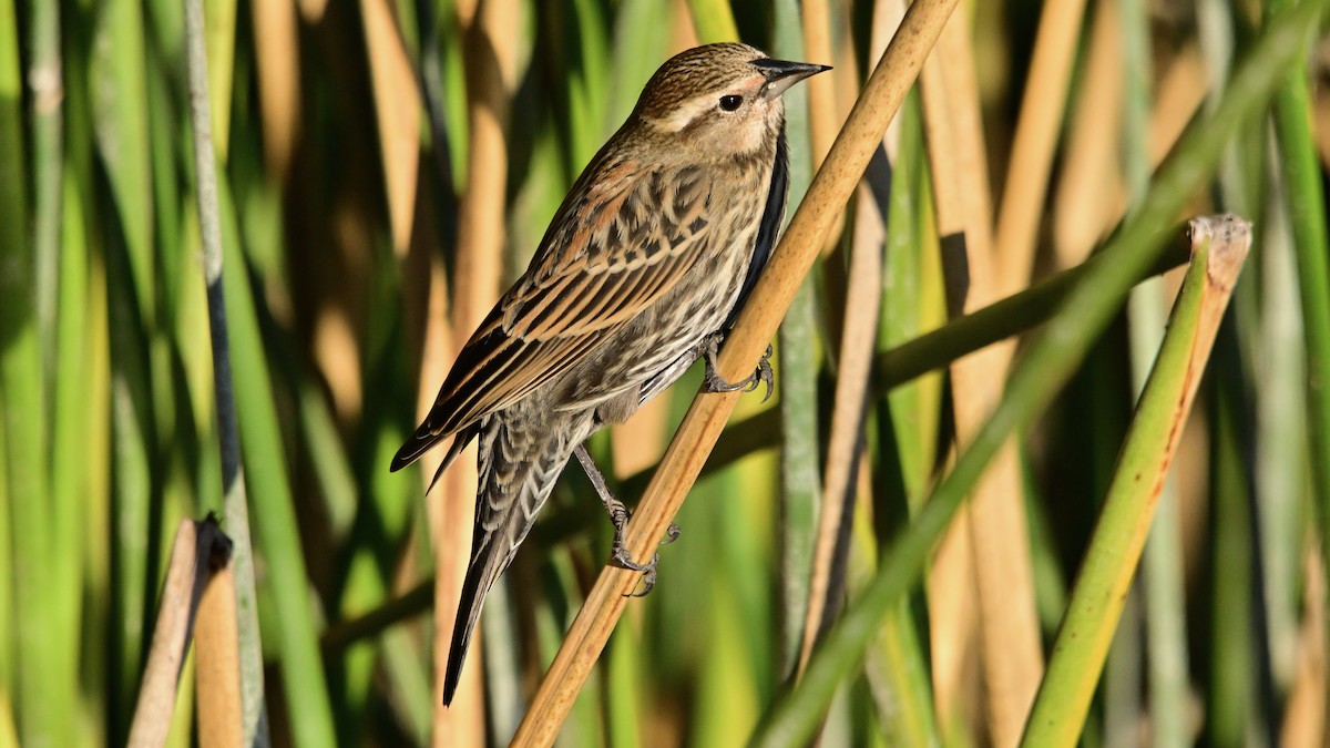 Carouge à épaulettes - ML647867980