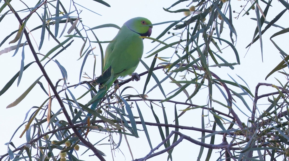 Rose-ringed Parakeet - ML647867984