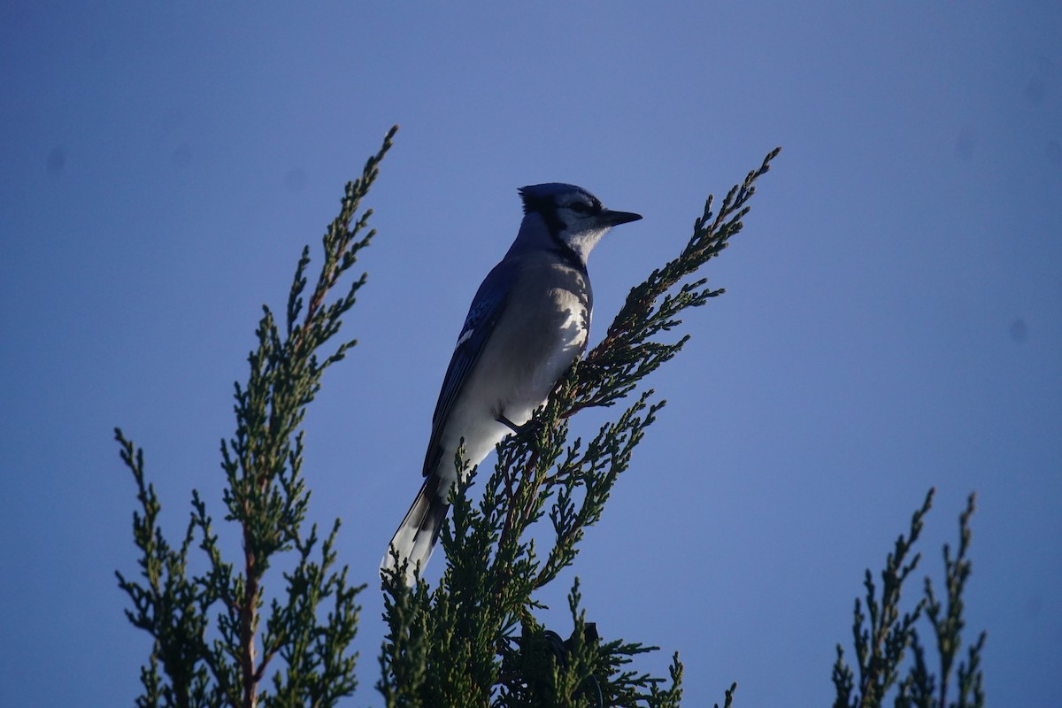 Blue Jay - ML647867987