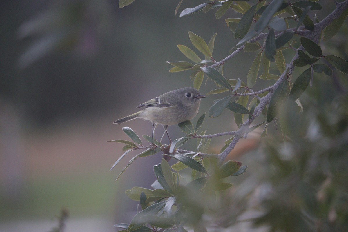 Золотомушка рубіновочуба - ML647867992