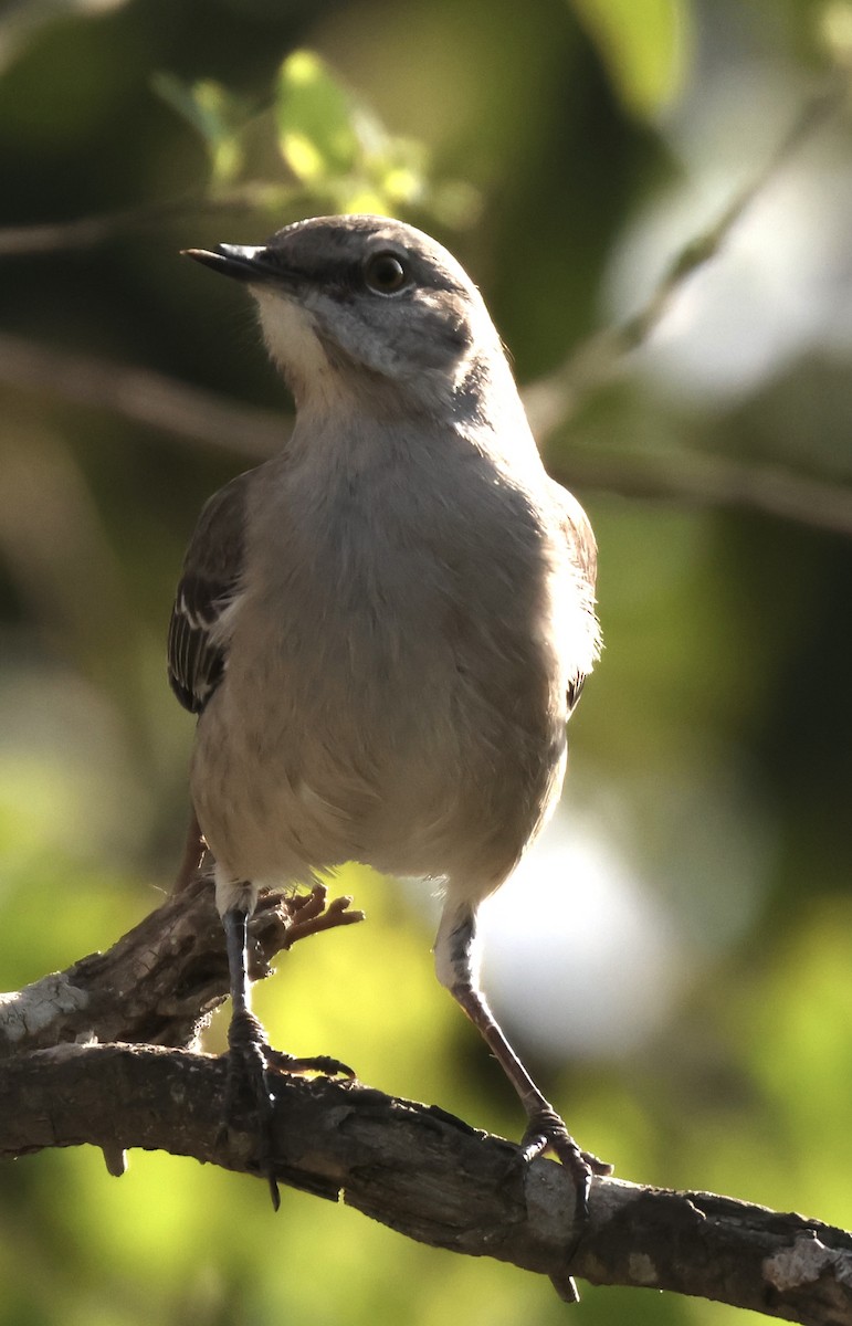 Northern Mockingbird - ML647867995