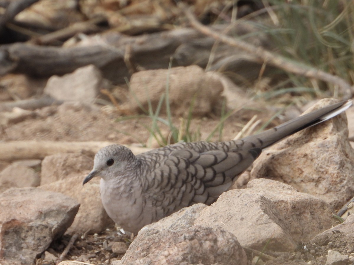 Inca Dove - ML647868004