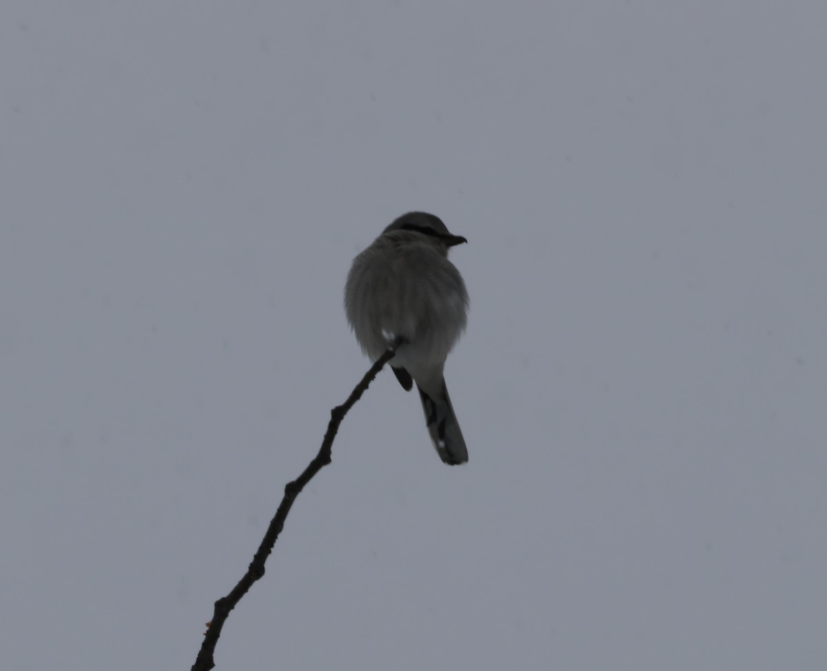 ťuhýk severní - ML647868022