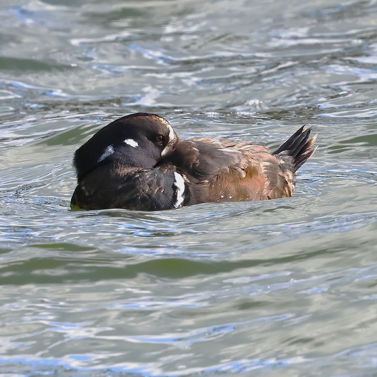 Palyaço Ördeği - ML647868027