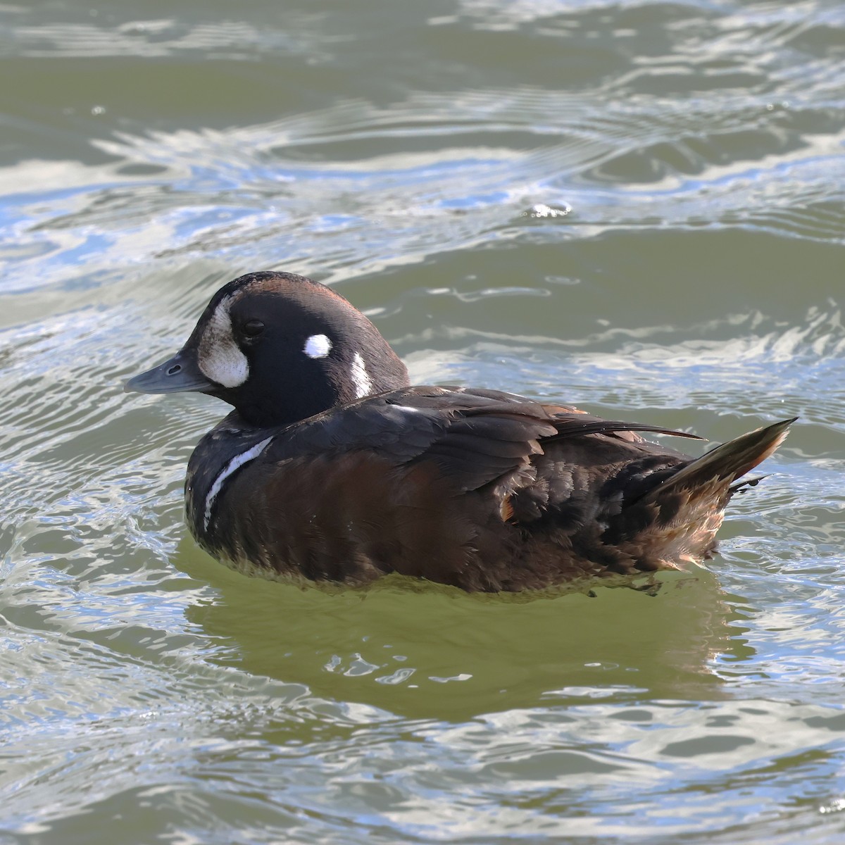 Palyaço Ördeği - ML647868028