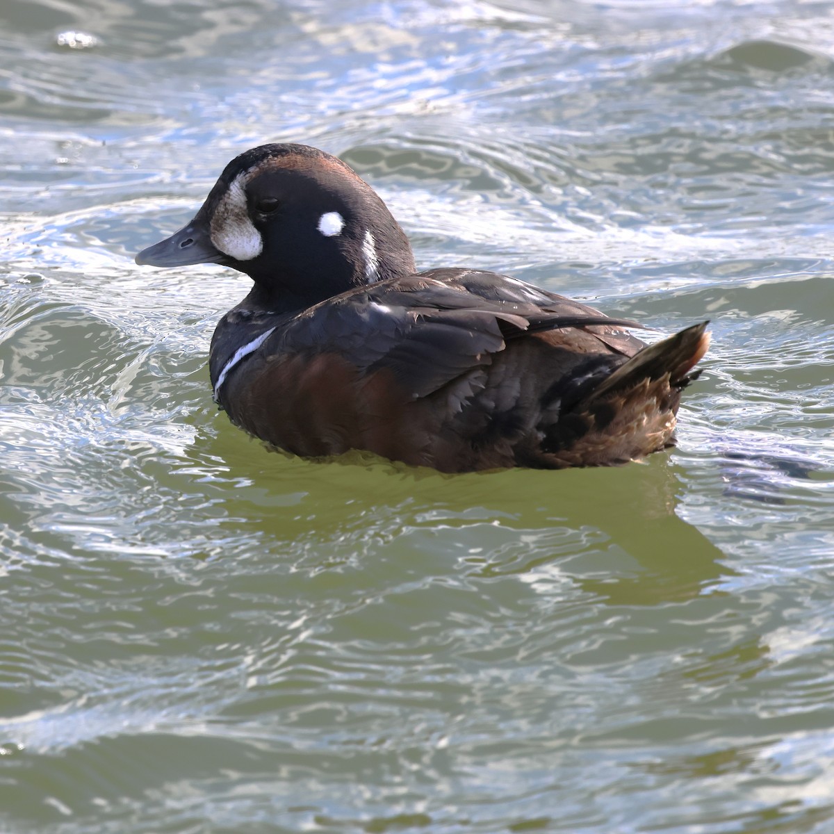 Palyaço Ördeği - ML647868029