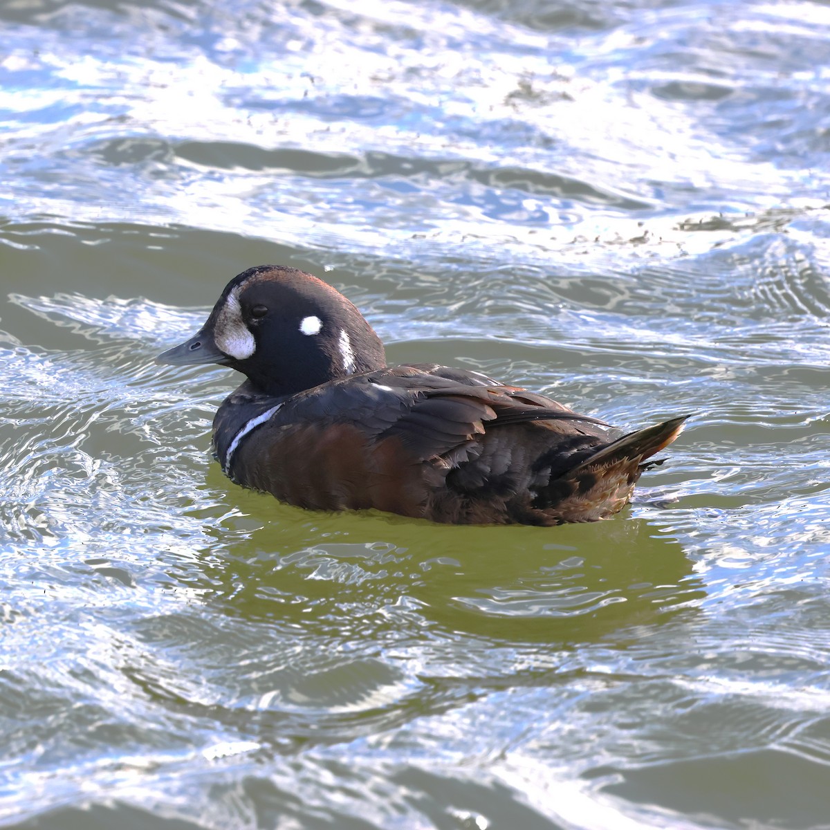 Palyaço Ördeği - ML647868030