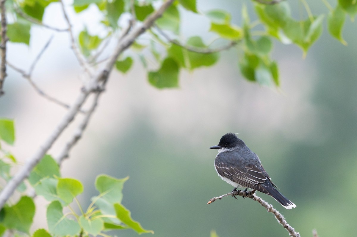 טירן מזרחי - ML647868042