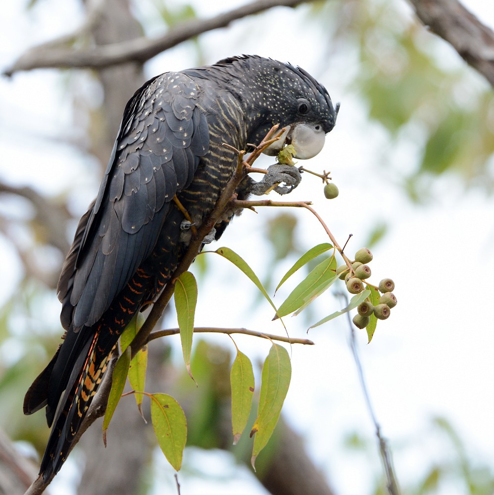 Red-tailed Black-Cockatoo - ML647868048
