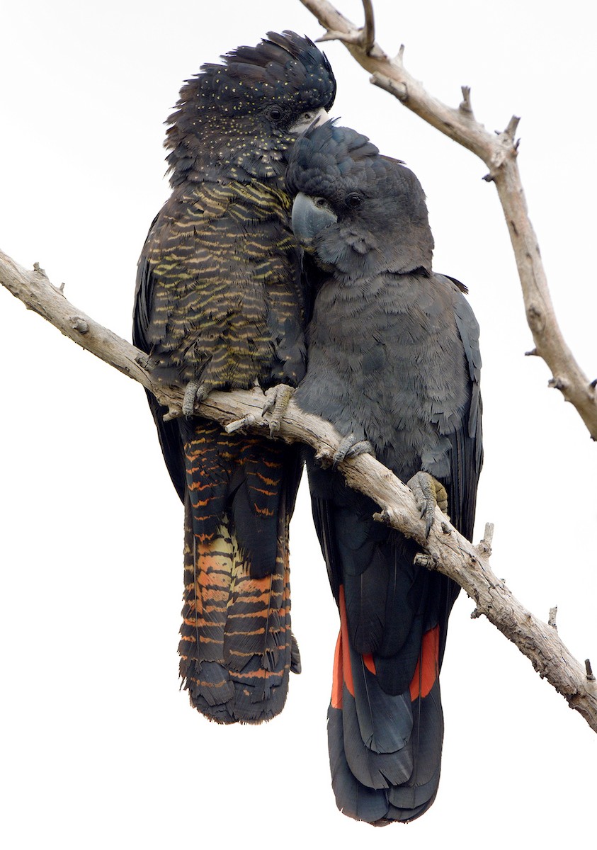 Red-tailed Black-Cockatoo - ML647868049