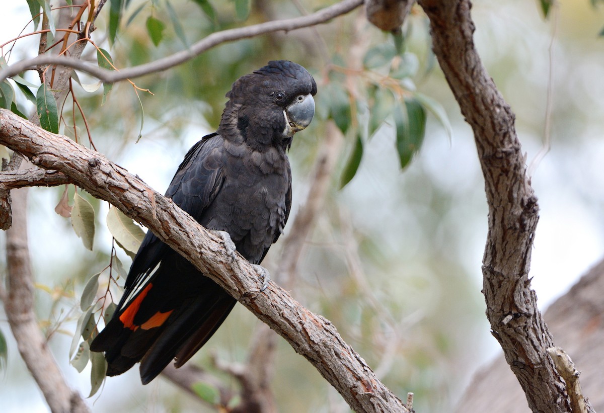 Red-tailed Black-Cockatoo - ML647868050