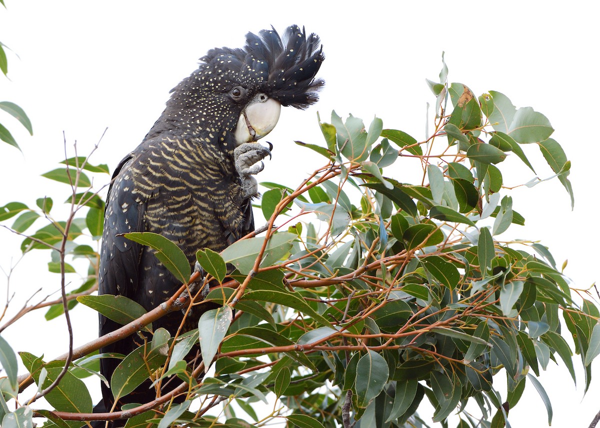 Red-tailed Black-Cockatoo - ML647868051