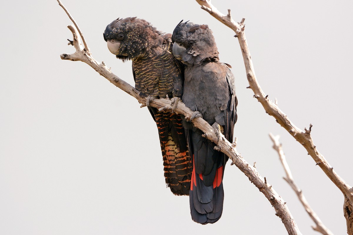 Red-tailed Black-Cockatoo - ML647868052
