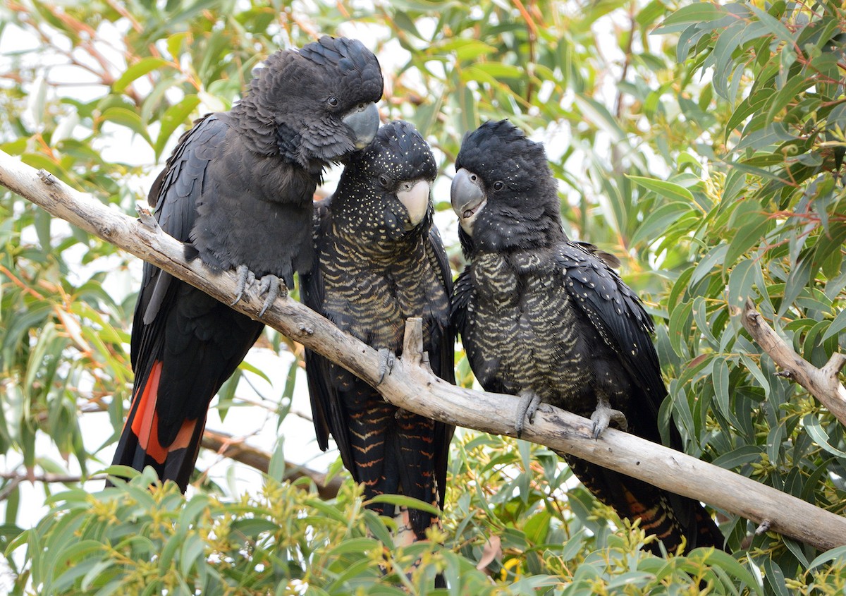 Red-tailed Black-Cockatoo - ML647868054