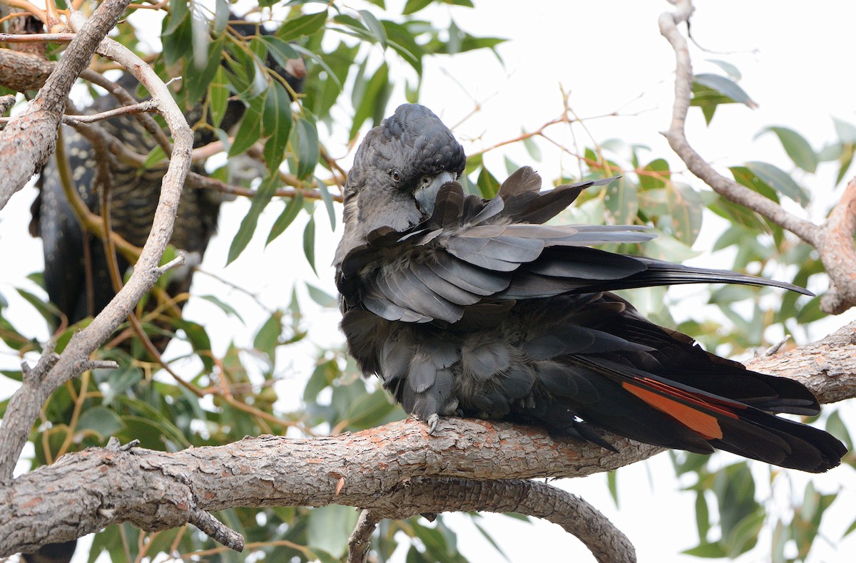 Red-tailed Black-Cockatoo - ML647868055