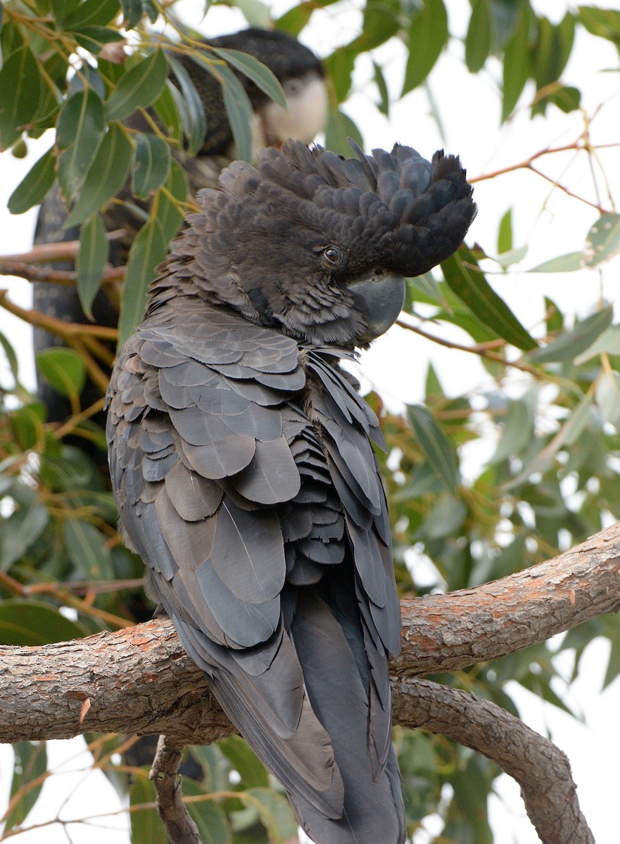 Red-tailed Black-Cockatoo - ML647868056