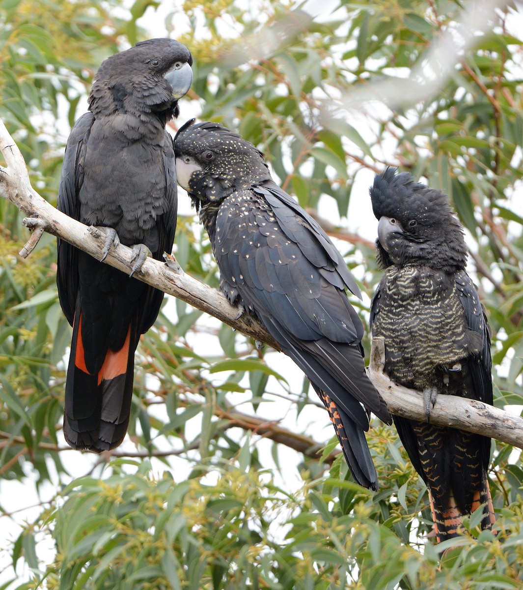 Red-tailed Black-Cockatoo - ML647868057